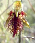 Calochilus paludosus the Red Beard Orchid or Red Beardie