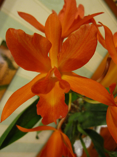 Cattleya Hybrid Orchid