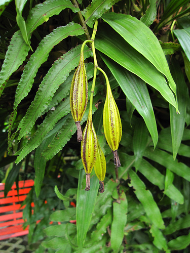 Orchid Seed Pod