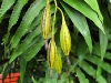 Orchid Seed Pod