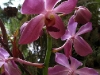 Vanda Orchid