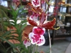 Oncidium Alliance Orchid