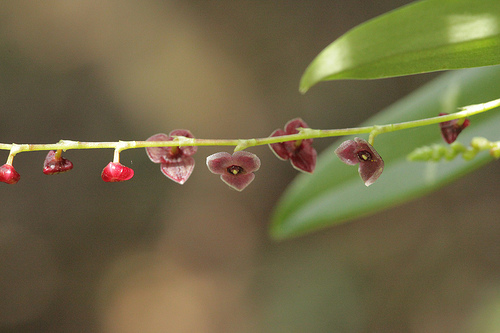 Monteverde Orchids