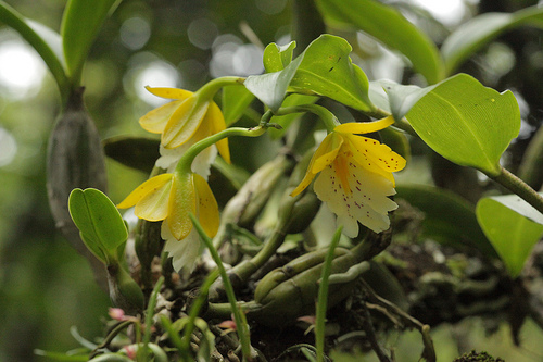 Monteverde Miniature Orchid - Oerstedella Wallisii