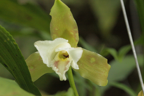 Monteverde Orchid - Lycaste Orchid
