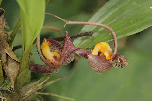 Monteverde Orchid - Gongora Orchid