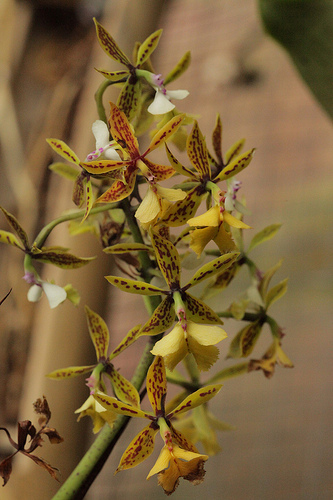 Monteverde Orchid