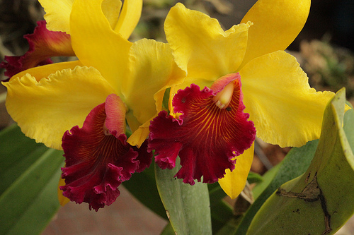 Monteverde Orchid Garden - Cattleya Hybrid Orchid