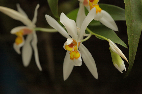 Monteverde Orchid - Coelogyne Orchid