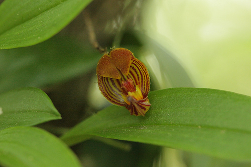 Monteverde Miniature Orchid - Acronia Sanchoi