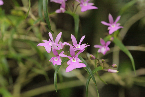 Monteverde Miniature Orchid