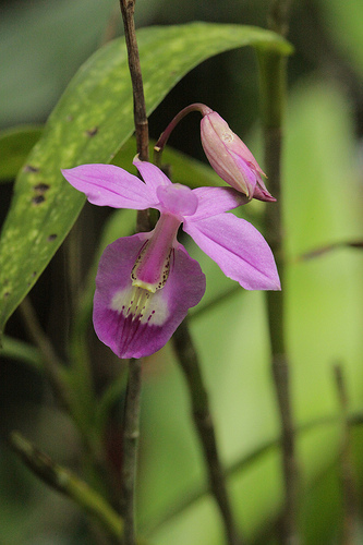 Monteverde Orchid - Barkeria Orchid