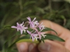 Monteverde Orchid - Oerstedella Orchid