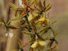 Monteverde Orchid