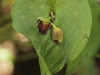 Monteverde Miniature Orchid - Acronia phyllocardia
