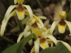 Monteverde Orchid - Maxillaria Orchid