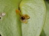 Monteverde Miniature Orchid