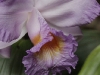 Monteverde Orchid - Sobralia Orchid