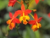 Monteverde Orchid - Epidendrum Radicans