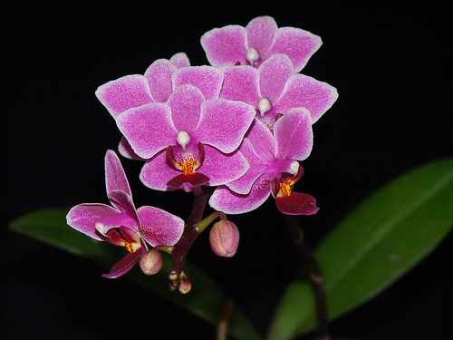 Phalaenopsis BeTris x Zuma Pixie