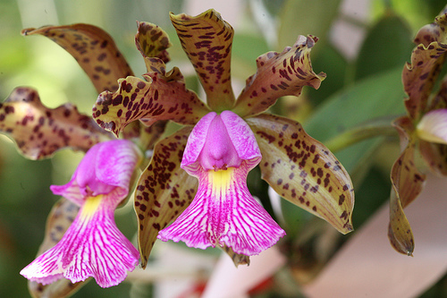 Pink Cattleya Orchid
