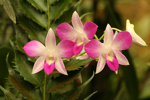Pink Dendrobium Orchid