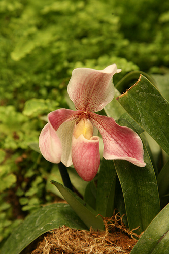 Pink Paphiopedilum Orchid