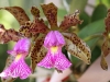 Pink Cattleya Orchid