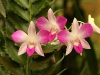 Pink Dendrobium Orchid