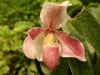 Pink Paphiopedilum Orchid