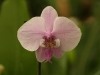 Pink Phalaenopsis Orchid