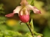 Pink Phragmipedium Orchid