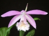 Pink Pleione formosa Orchid