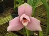 Pink Lycaste Orchid