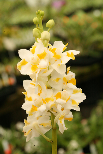 White Doritaenopsis Orchid