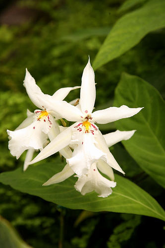 White Odontoglossum Orchid