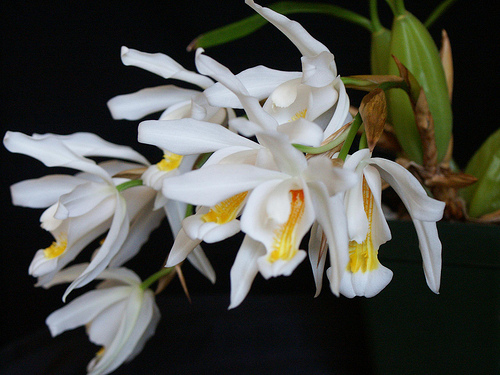 White Coelogyne Orchid
