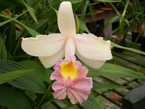 White Sobralia orchid