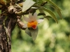 White Dendrobium Orchid - Dendrobium Bellatulum