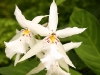 White Odontoglossum Orchid