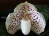 White Paphiopedilum Orchid
