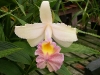 White Sobralia orchid