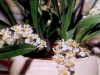 White Oncidium Orchid - Oncidium Twinkles